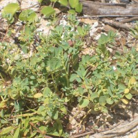 Euphorbia pallens Dillwyn